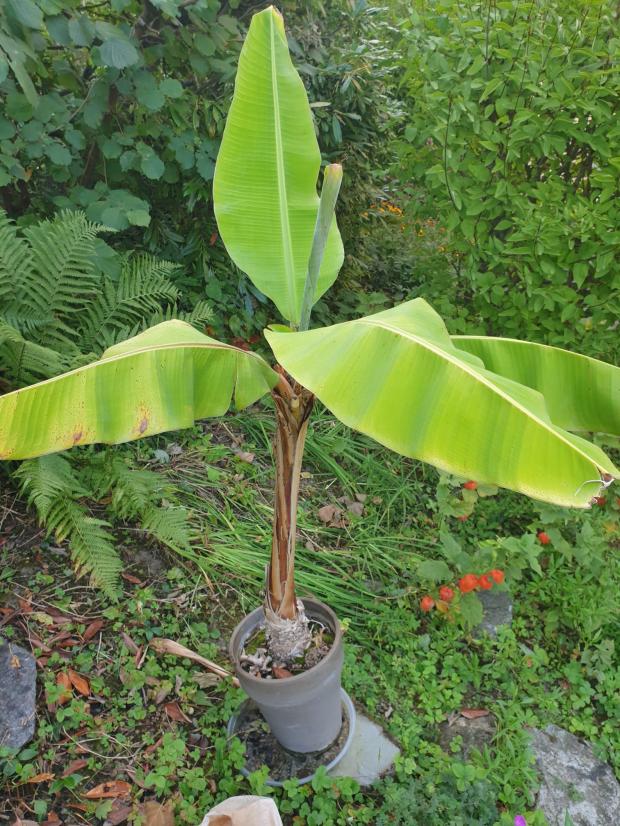 Pflanzen online bestellen (Bananenpflanzen)