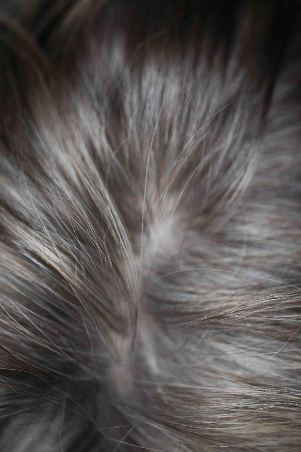 Fotoserie über graue Haare