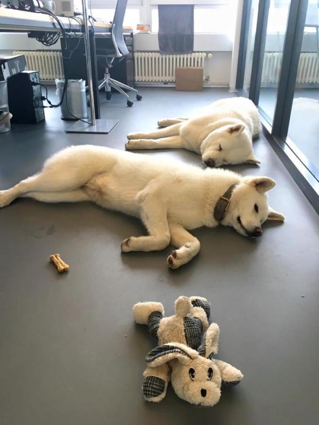 Hunde am Arbeitsplatz - hui oder pfui?