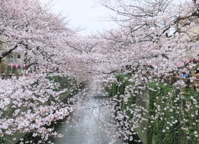 3 Tipps für die Kirschblüte in Japan |...