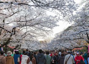 8 Kirschblüten-Spots in Tokio | Japan-Geheimtipps #47