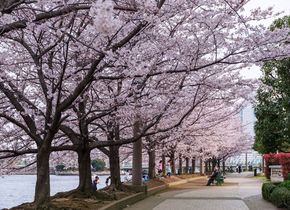 8 Kirschblüten-Spots in Tokio | Japan-Geheimtipps #47