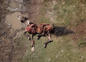 #VANLIFE: Leben und Tod in der Steppe