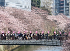 Kirschblütenzeit in Japan: Die besten Daten und Orte |...