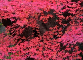 Kanazawa: Japans Stadt der Herbstmagie |...