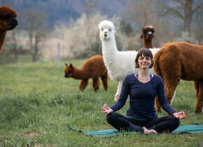 Yoga inmitten Alpakas- Entspannen auf der Weide, Region...