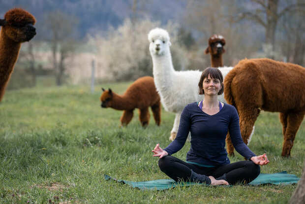 Yoga inmitten Alpakas- Entspannen auf der Weide, Region...
