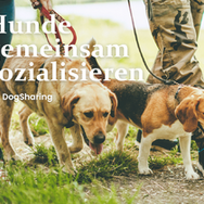 Hunde sozialisieren & betreuen mit DogSharing