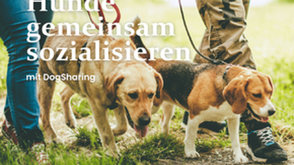 Hunde sozialisieren & betreuen mit DogSharing