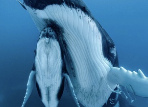 Schwimmen mit Walen und Yoga in Französisch-Polynesien