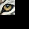 Oeil de Lynx