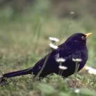 littleblackbird